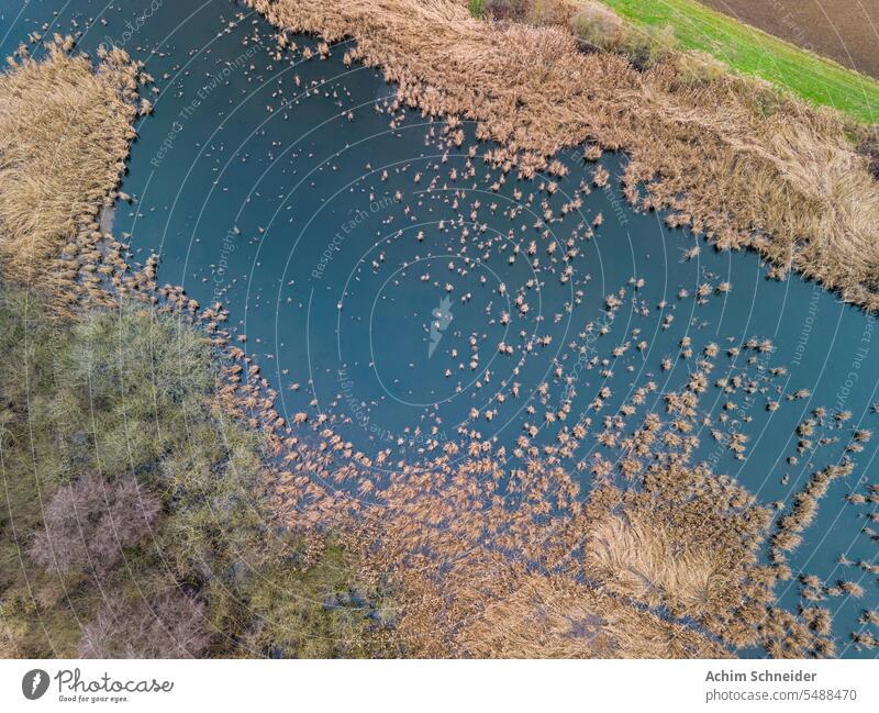 A stagnant body of water as an aerial photo with grass, reeds and bushes in the wet meadow birds wetland aerial view grasses remote water birds shrubs lake