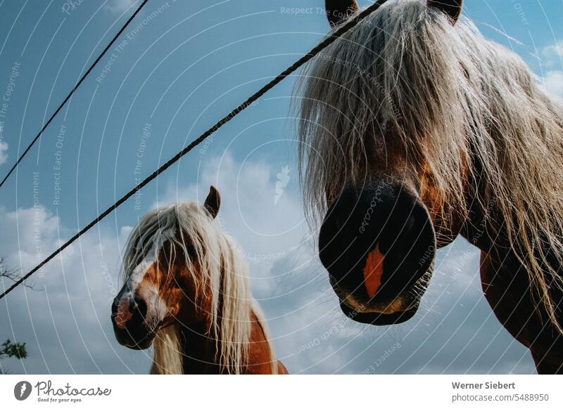Two Haflinger horses are curious Horse sniff paddock Mane Animal Sky Animal portrait Horse's head