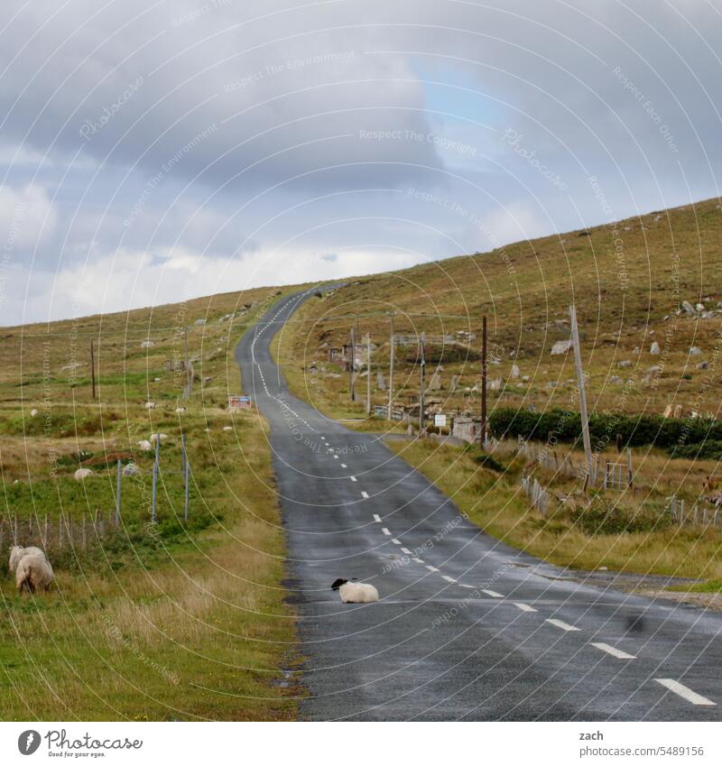 At the end of the world Ireland Sheep Street Green Nature Landscape Clouds Meadow Grass Hill sheep Lanes & trails