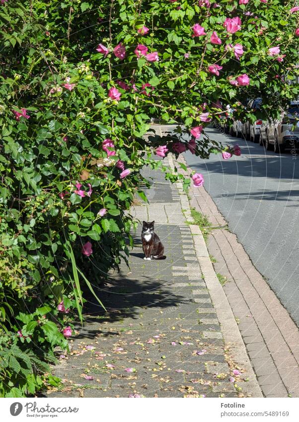 A black cat is sitting on the footpath under a large flowering shrub. It has a white bib and looks over at me curiously. Cat Pelt pets Street cat Domestic cat