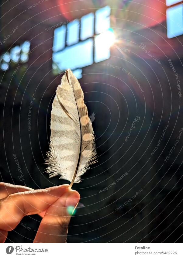 I found a beautiful feather in an old Lost Place. Look how it glows when I hold it against the sun. Feather White Detail Fingers Hand stop Pattern Light