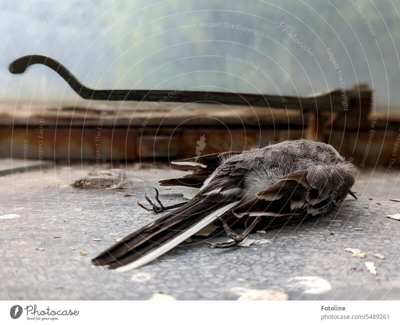 Lost places offer animals more than just a place to retreat. However, this bird flew too fast into a closed window and died. Bird Animal Feather feathers Claw