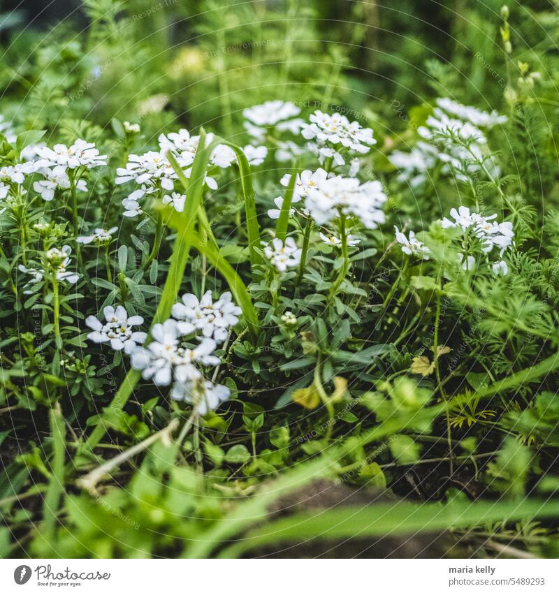Spring flowers from back garden Nature Garden Plant Green White outdoors Grass Ground Floral Weather Love Wild soil September