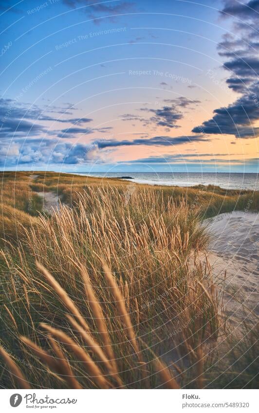 Danish coastal landscape after sunset Denmark Beach dunes North Sea Nature Sand Sky North Sea coast Vacation & Travel Marram grass Landscape duene Ocean Tourism
