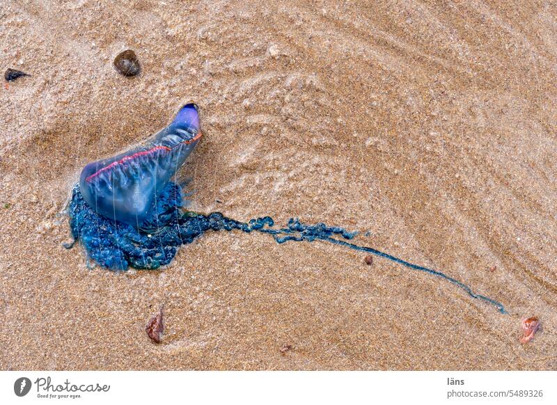 Portuguese galley stranded on beach l Stranded Beach Sand Sandy beach Jellyfish State jellyfish Morocco Africa coast Deserted Copy Space top blue jellyfish