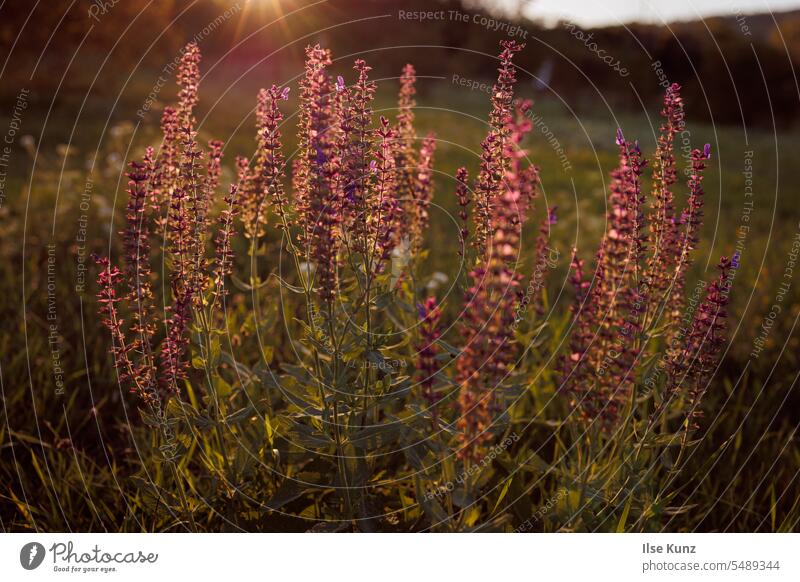 Meadow flowers backlit meadows meadow flowers Wild plant Back-light Sunlight golden light purple