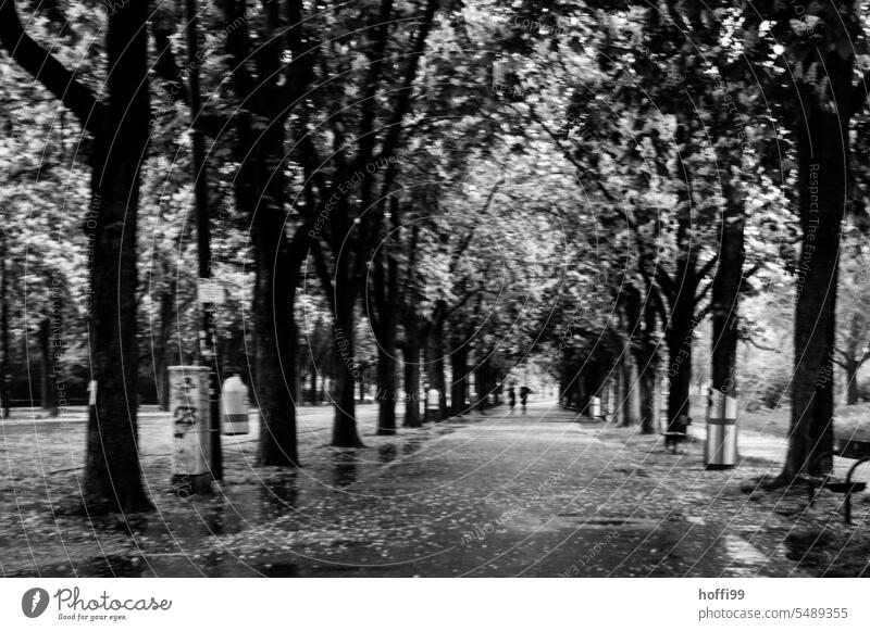 dark gloomy avenue with big puddles in rain - two people walking in the distance Autumn Avenue avenue trees Unsharp blurred Bad weather Rain Puddle vibrating