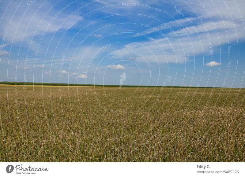 Yellow wheat on field over scenic blue sky. The field is ready for harvest. Wheat Field Grain Summer Agriculture Cornfield Wheatfield Agricultural crop