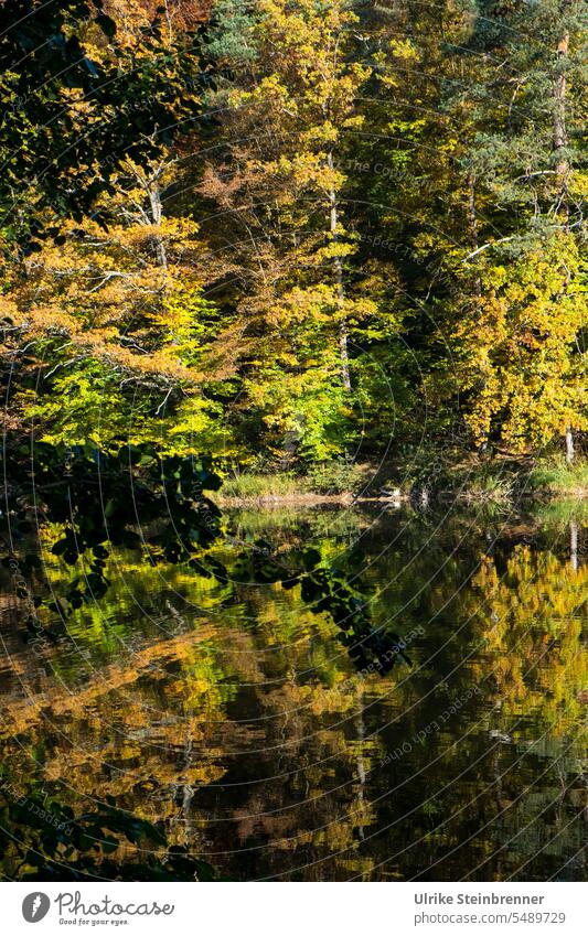Autumn atmosphere at the Bärensee in Stuttgart trees autumn colours Lake bear lake Autumn leaves autumn mood reflection variegated Autumnal Autumnal colours