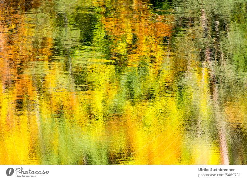 Autumn colors reflected in the lake Autumn leaves autumn colours Water Lake reflection Autumnal Autumnal colours autumn mood Seasons foliage bushes bear lake