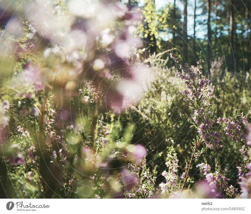 heather Heather family Idyll Colour photo Exterior shot Wild plant Violet Blossoming Bushes Plant Environment Nature Landscape Sunlight Day Deserted Close-up
