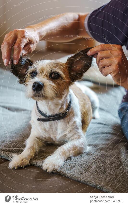 A man holds up the ears of a small terrier dog Dog Terrier Pet Animal Cute Love of animals Animal face Animal ear Animal portrait Humor Funny Joy Happiness