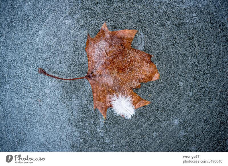 Leaf enclosed in ice with down feather Inclusion Ice Frost Pond Winter winter Leaflet Cold Frozen Exterior shot Deserted Colour photo Winter mood chill Freeze