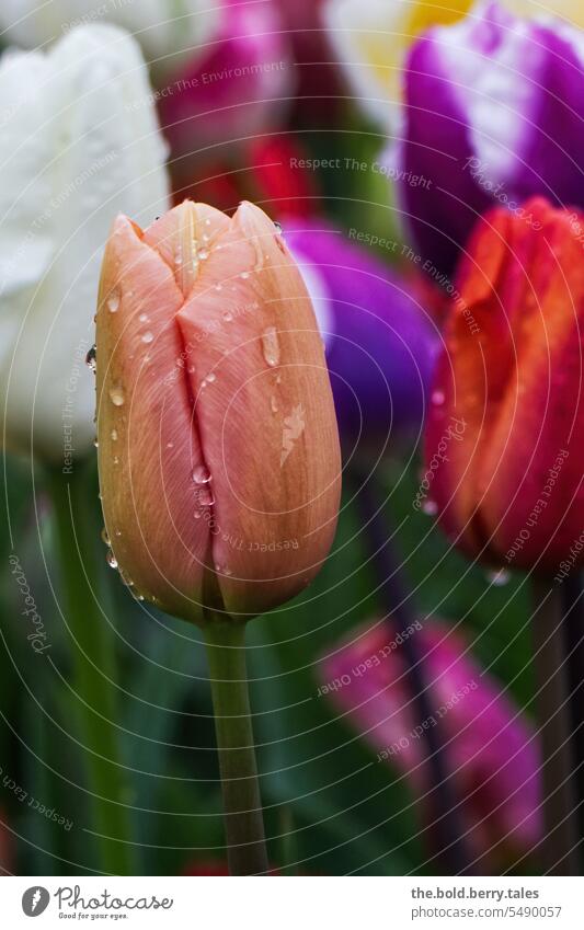 Tulip in orange with raindrops Orange Flower Blossom Spring Green variegated Tulip blossom tulips flowers Colour photo Blossoming Tulip field Exterior shot