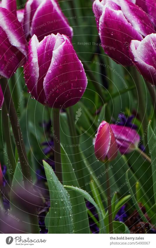 Tulips in purple and white with raindrops tulips Violet Blossom Flower Blossoming Spring Colour photo Shallow depth of field Exterior shot Green