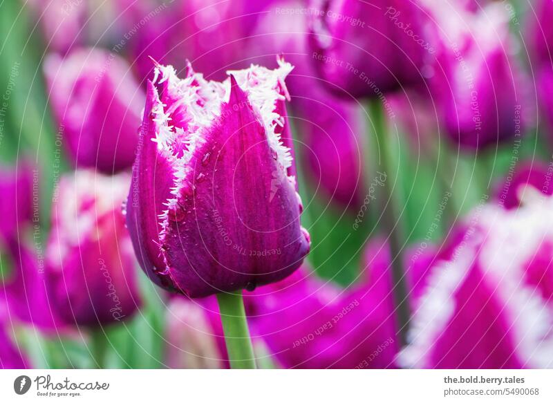 Tulip in purple with raindrops tulips Spring Flower Blossom Green flowers Tulip blossom Blossoming Colour photo Tulip field Violet Exterior shot