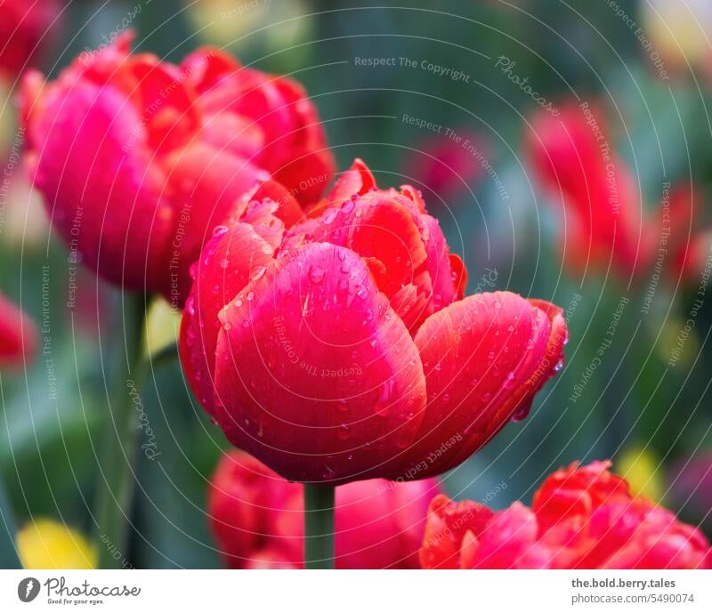 Red tulips with raindrops Spring Flower Blossom Tulip Blossoming Tulip blossom Colour photo Green flowers Exterior shot Shallow depth of field