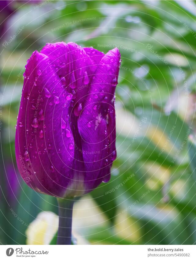 Purple tulip with raindrops Tulip Violet Flower Blossom Spring Green Colour photo Blossoming Shallow depth of field