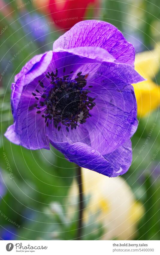 Anemone in purple with raindrops anemone Blossom Flower Close-up Blossoming Shallow depth of field Spring Violet Exterior shot