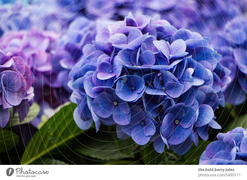 Hydrangea in purple Blossom Hydrangea blossom Close-up Flower Colour photo Blossoming Shallow depth of field Violet Spring
