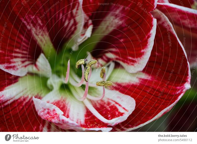 Amaryllis in red and white Blossom Flower Close-up Stamp Plant amaryllis flower Red White Interior shot