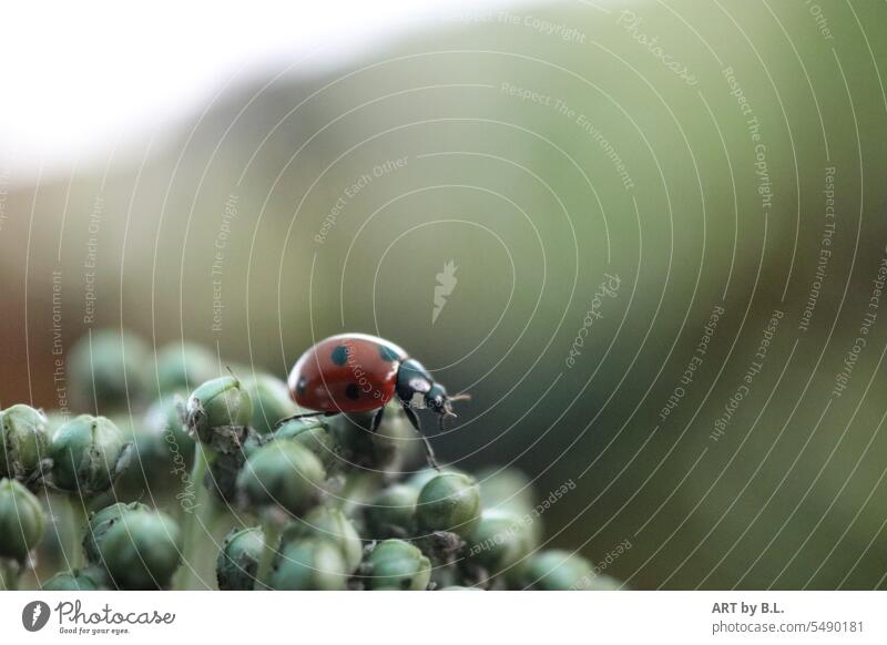 Ladybugs on new paths background detail ornamental garlic Adornment red beetle Red Ladybird Beetle blossomed allium Plant Flower Garden Animal Insect