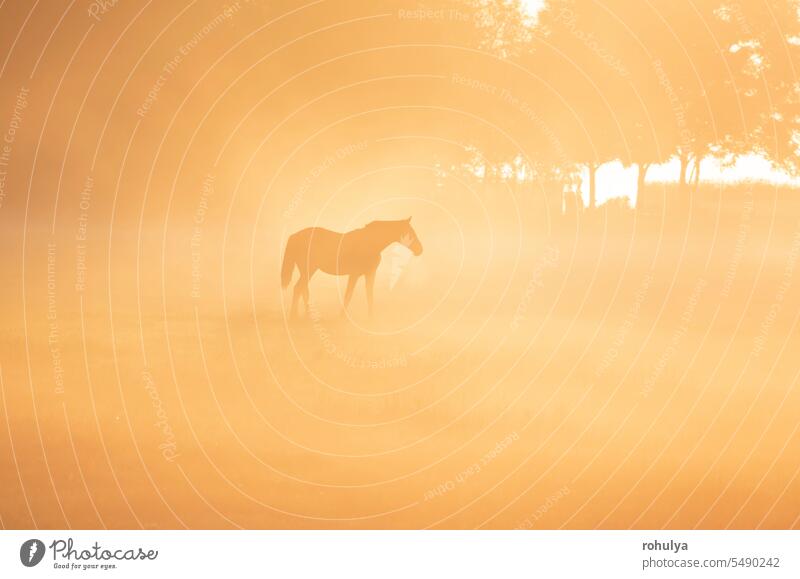 horse silhouette in dense fog pony pasture mist sunrise dawn sunny sunlight sunshine view scenic scenery landscape nature outdoors outside nobody no people tree