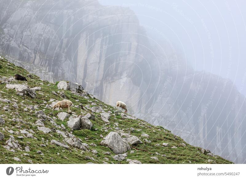 sheep grazing high in the mountains graze alps alpine rock stone pasture pastoral peak fog mist summer weather view scenic scenery landscape nature outdoors