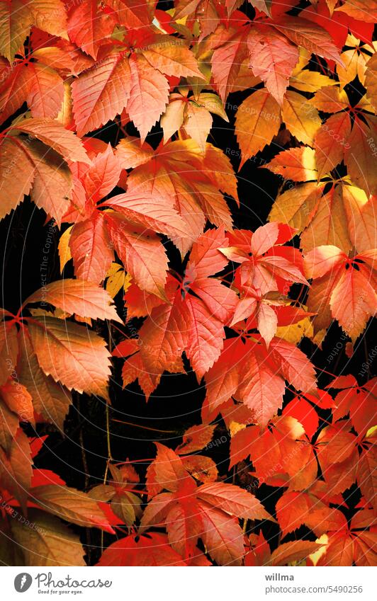 Wild Wine Autumnal colours Creeper leaves Virginia Creeper Hedge Red maiden vine Start of autumn ornamental