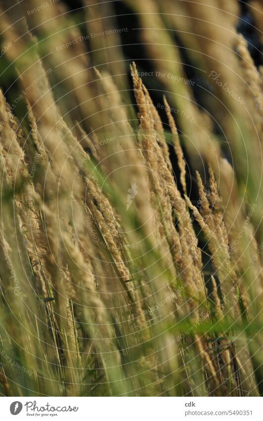 Autumnal | grasses in the late summer wind. Grass Grain Nature Summer Plant Environment naturally Exterior shot Green Field Deserted Landscape Light Close-up