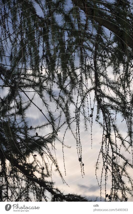 Larch branches in the late summer evening light. Tree Nature Deserted Day Sky Coniferous trees Landscape Plant Autumn Environment Green Colour photo Growth Wood