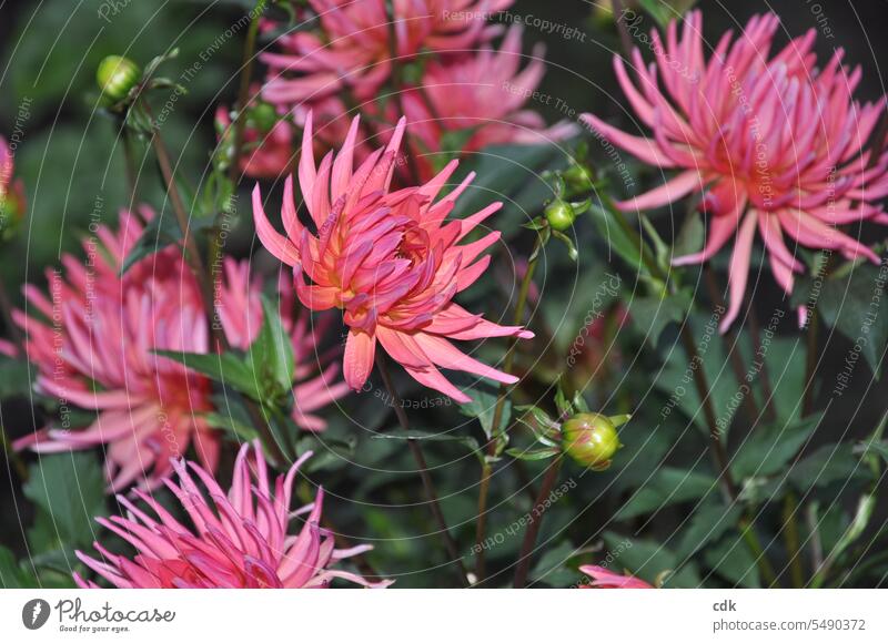 Late summer love: pink dahlia bloom in the garden. petals Blossom Flower flowers heyday Plant naturally Blossom leave Garden Close-up Colour Summer flora pretty