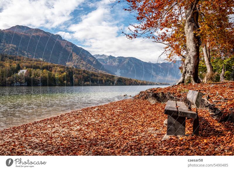 Autumn at the coast of Lake Bohinj in the Triglav National Park, The Julian Alps in Slovenia bench fall water river mountains alps julian wooden tree foliage