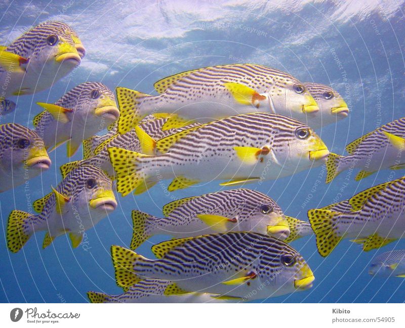 yellow fish swarm Great Barrier Reef Ocean Dive Snorkeling diving