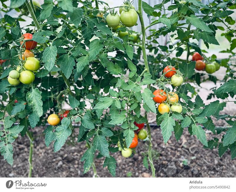 Tomato plants with ripe and unripe tomatoes in a greenhouse Vegetable Food Greenhouse Market garden Grmüsegärtnerei Nutrition Harvest Fresh Garden Plant Nature