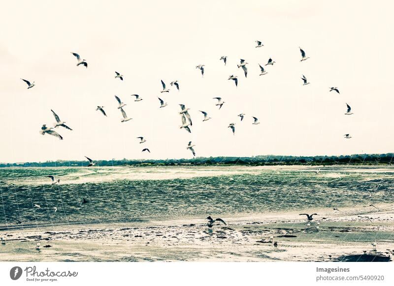 Seagulls flying over the sea Flock Flying Ocean animals birds Animal Themes animal world wildlife backgrounds Baltic Sea Beach Beauty in nature Bird cloud Sky