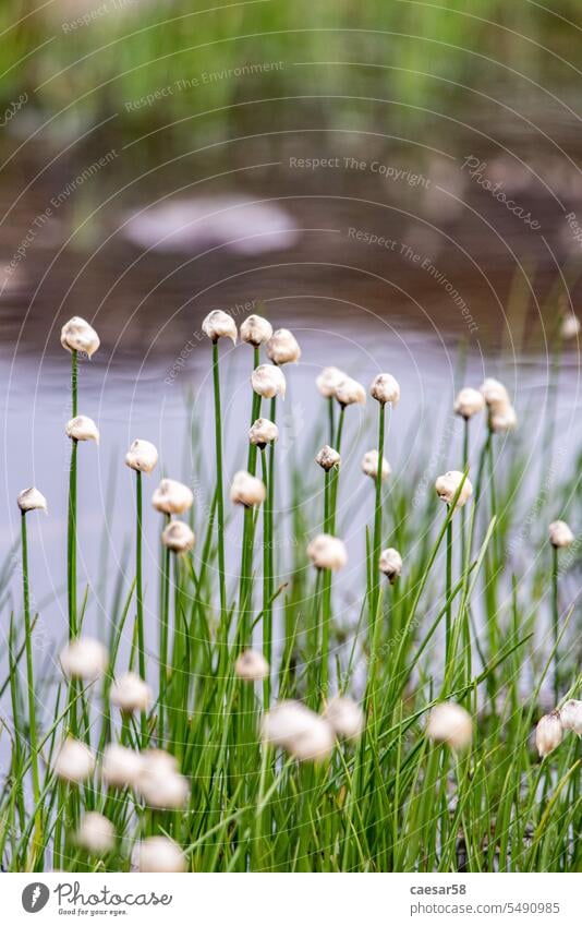 Beautiful grass with white blossoms at a pond in the alpine mountains green nature alps water lake summer flower plant vegetation park blurry close beautiful