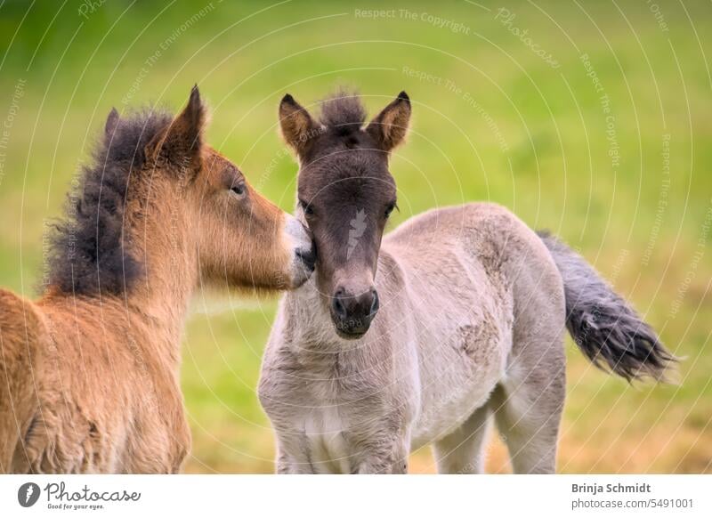 A brown and a fawn Icelandic foal sniff each other and play with each other grooming friends motion interaction tweak fleecy breed childlike newborn pinch