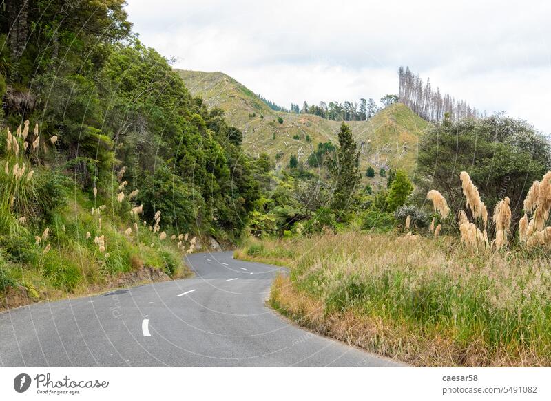 Curvy street in Whanganui, New Zealand forest travel rainforest nature road transportation tropical journey wildlife winding new zealand curve mountainous nz