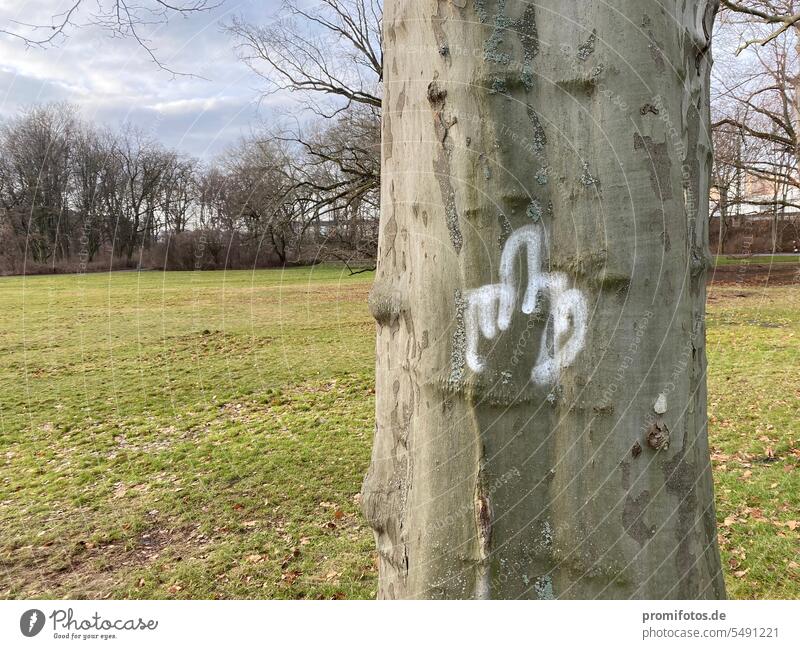 Nature speaks to us. Tree message. Stinky finger on a tree. Photo: Alexander Hauk embassy Give the finger Affront Exterior shot Landscape format Green Spring