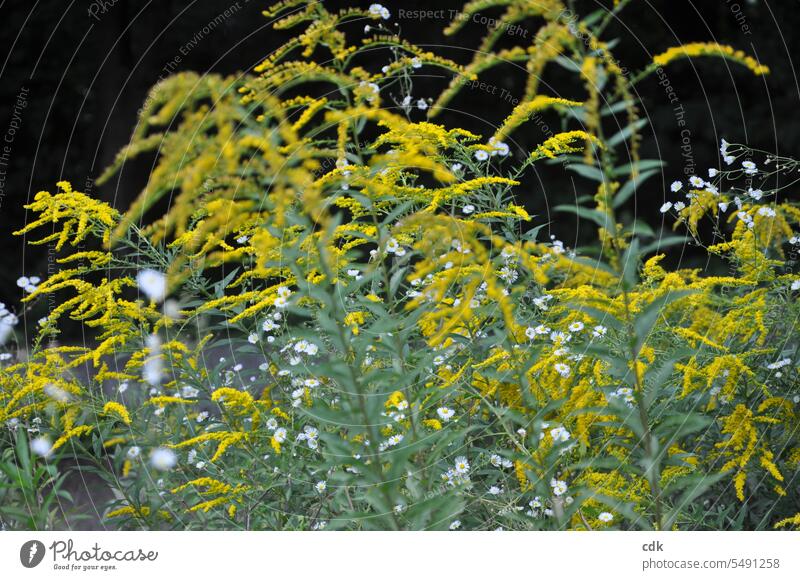 Flowering grasses in the park | yellow goldenrod shine in the evening light. Grass blossom Deserted Meadow Environment Exterior shot Plant Nature Summer