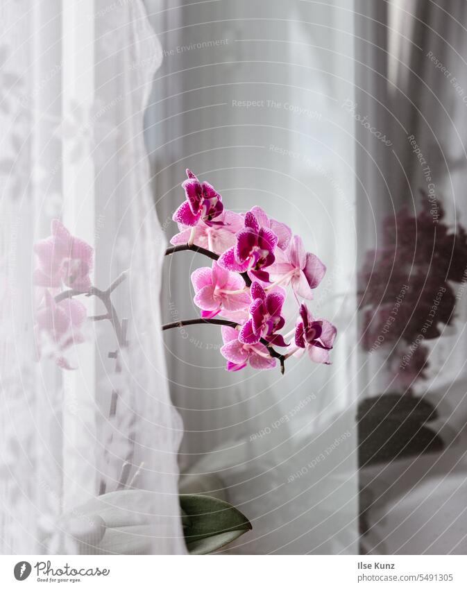 Orchid behind curtain on window sill Drape Plant Window pane Window board reflection