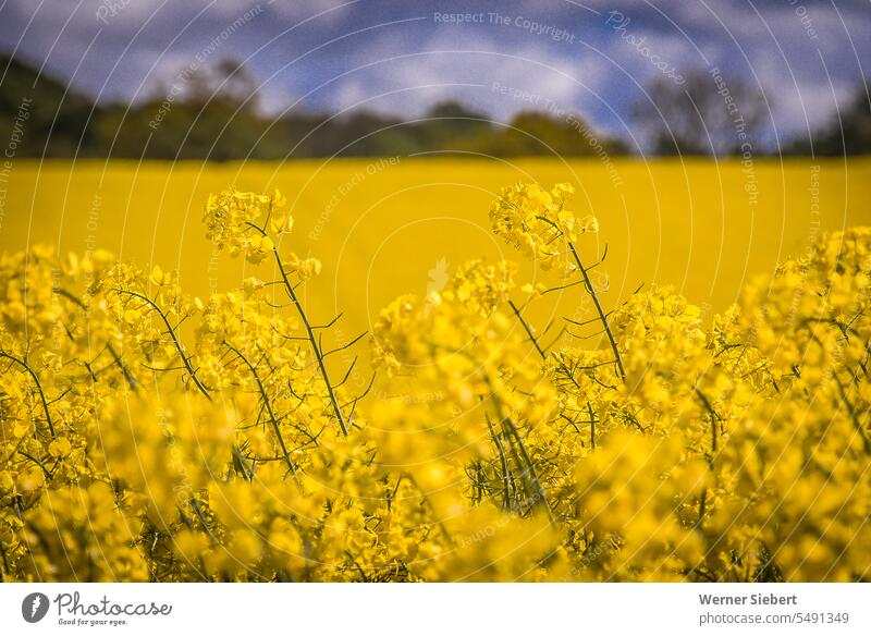 Flowering rape Canola Yellow Spring Blossom Landscape Agriculture Oilseed rape cultivation Field Nature Beautiful weather