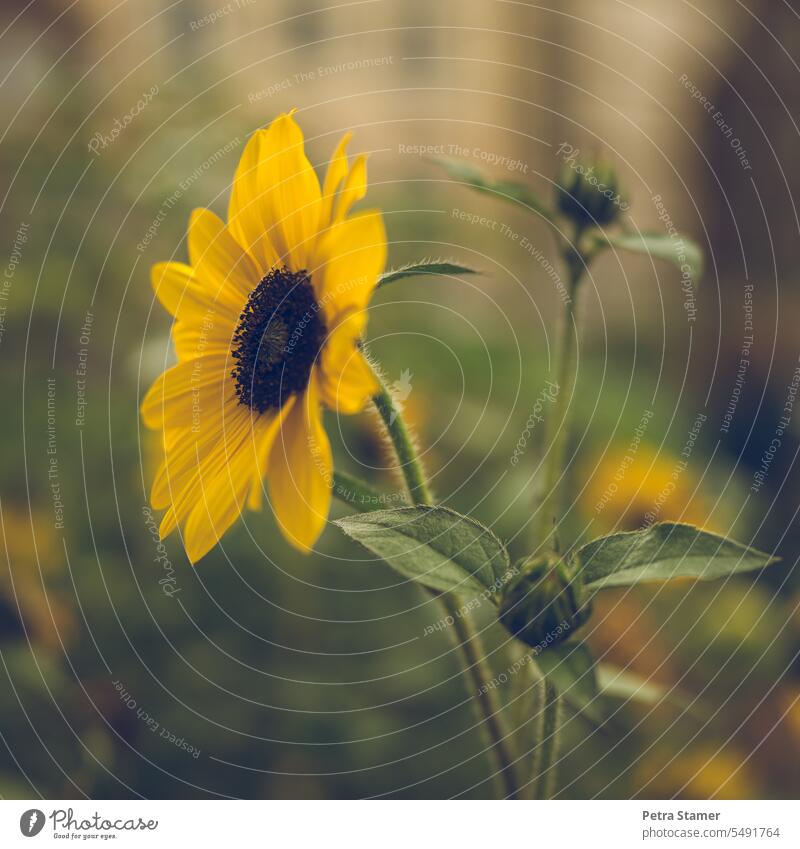 Yellow Black yellow black Green Flower Blossom Plant Nature Leaf Blossoming Garden bud Summer Colour photo Exterior shot Deserted naturally