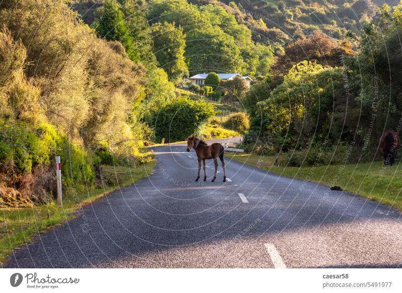 Young foal staying in the middle of the road, New Zealand nature horse animal street forest tropic new zealand wilderness green lone filly colt landscape mammal
