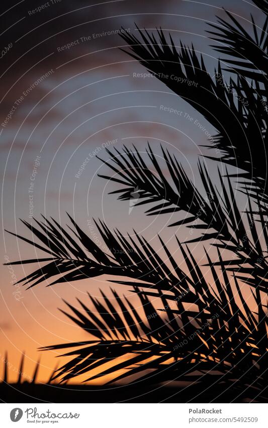 #A0# Palm frond black Palm tree palms palm branches palm garden Palm leaf wallpaper palm leaves silhouette Black Sunset Idyll Vacation & Travel Vacation mood