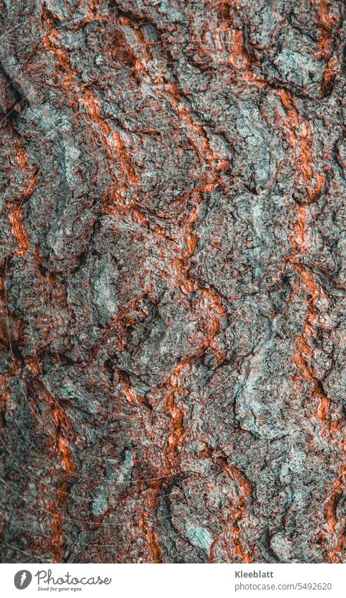 Bark of tree crossed with rust red veins - texture - wallpaper Tree bark Tree trunk Nature Growth Structures and shapes natural pattern Background picture