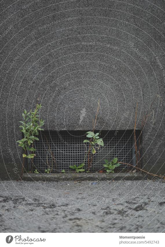 lattice Grating Facade Town Old Architecture Wall (barrier) Wall (building) Exterior shot Window Building Deserted Manmade structures bleak plants Weed wax weed