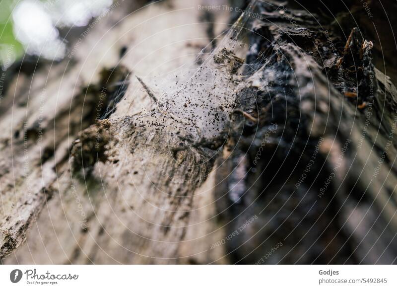 Spider web in old weathered tree trunk Spider's web Tree trunk Net Autumn Rope Nature Drops of water Light Close-up naturally Colour photo Detail