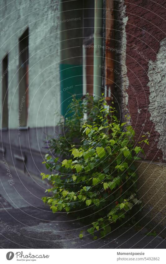 bushes on a house facade Facade shrubby Green wax Weed Town City life urban Building Architecture Nature Plant Window Summer Berlin Apartment Building High-rise